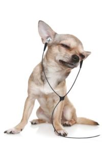 Klassieke muziek spelen voor hyperactieve honden