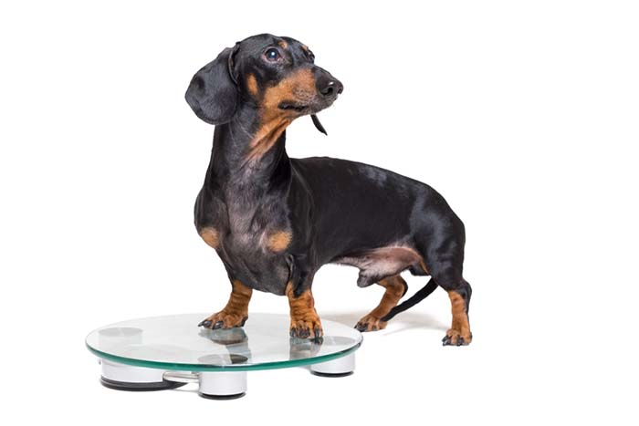 De 8 Supplementen van het Gewichtsverlies voor Honden