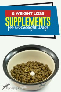 Top 8 Supplementen van het Gewichtsverlies voor Honden