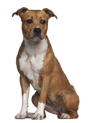 American Staffordshire Terrier Bedrijfsprofiel