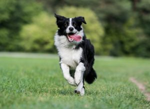 border-collie-playing-fetch-outdoors