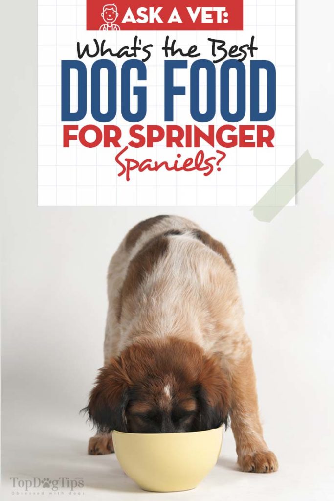 Beste hondenvoer voor Springer Spaniels (aanbevolen door de dierenarts)