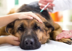 Welke vaccins heeft mijn hond nodig voor een pension?