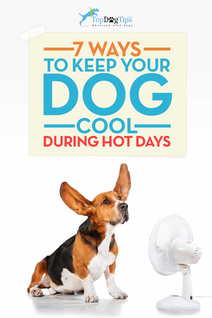 Manieren om uw hond koel te houden in de zomer