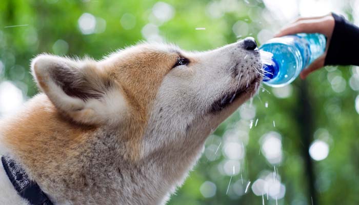 Hond Wandelen Water en Voedsel Benodigdheden