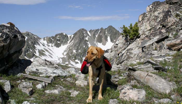Dog Hiking Gear Supplies to Pack