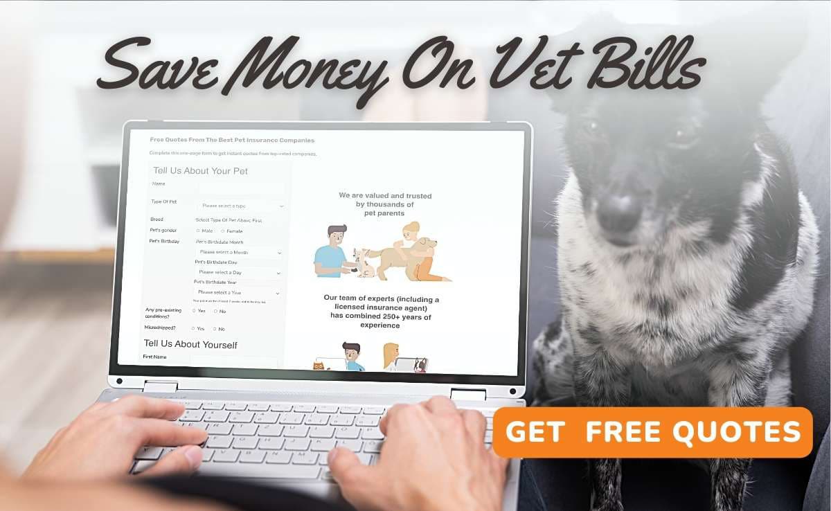 Persoon op de computer die de offertes van de dierenverzekering controleert (Caption: Save Money on Vet Bills, Button: Get Free Quotes)
