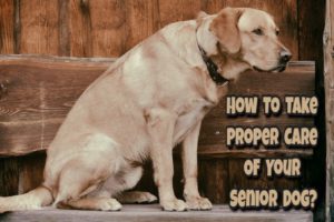Hoe te zorgen voor senior honden