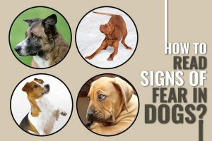 Hoe herken je gemakkelijk tekenen van angst bij honden?