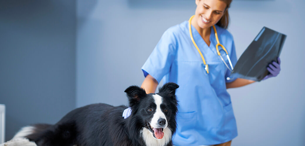Vrouwelijke dierenarts onderzoekt een hond in de kliniek