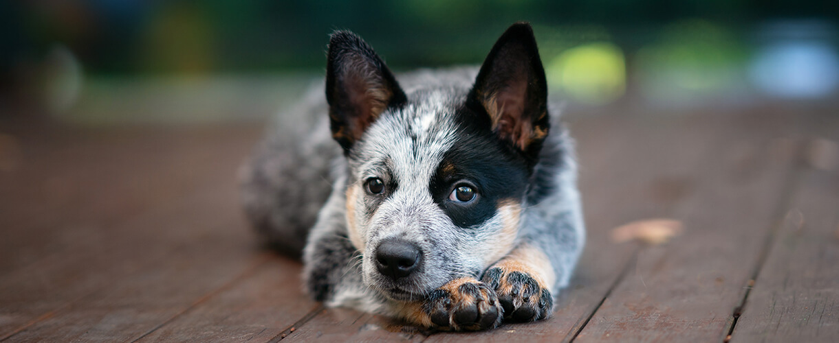 Close portrait puppy van de australian cattle dog