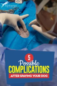 Top 5 mogelijke complicaties na de sterilisatie van uw hond
