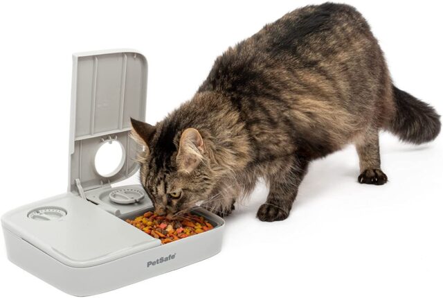 Kat eet van automatische voederbak
