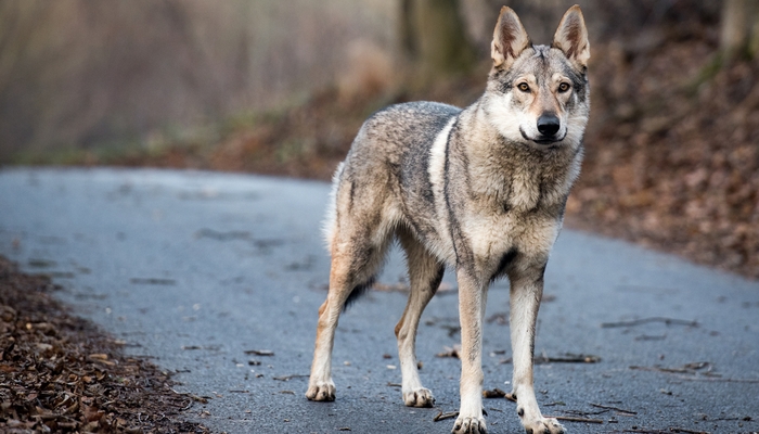 Wolf Hybrid als de meest agressieve hondenrassen