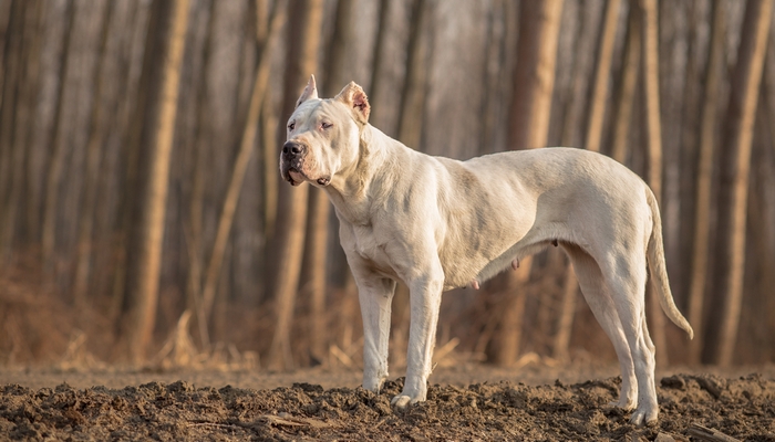Dogo Argentino als de meest agressieve hondenrassen