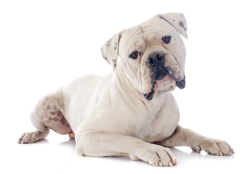 Amerikaanse Bulldog als de meest agressieve hondenrassen