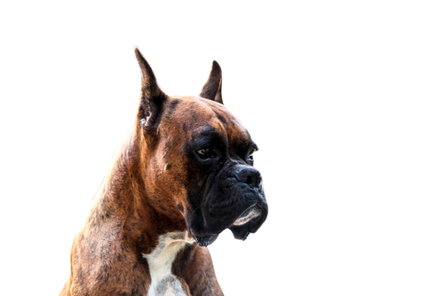 Boxer als de meest agressieve hondenrassen