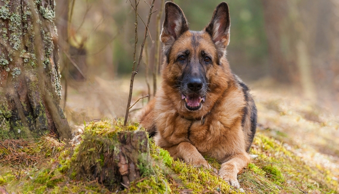 Duitse Herder als de meest agressieve hondenrassen