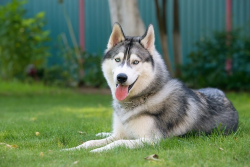 Siberische Husky als de meest agressieve hondenrassen
