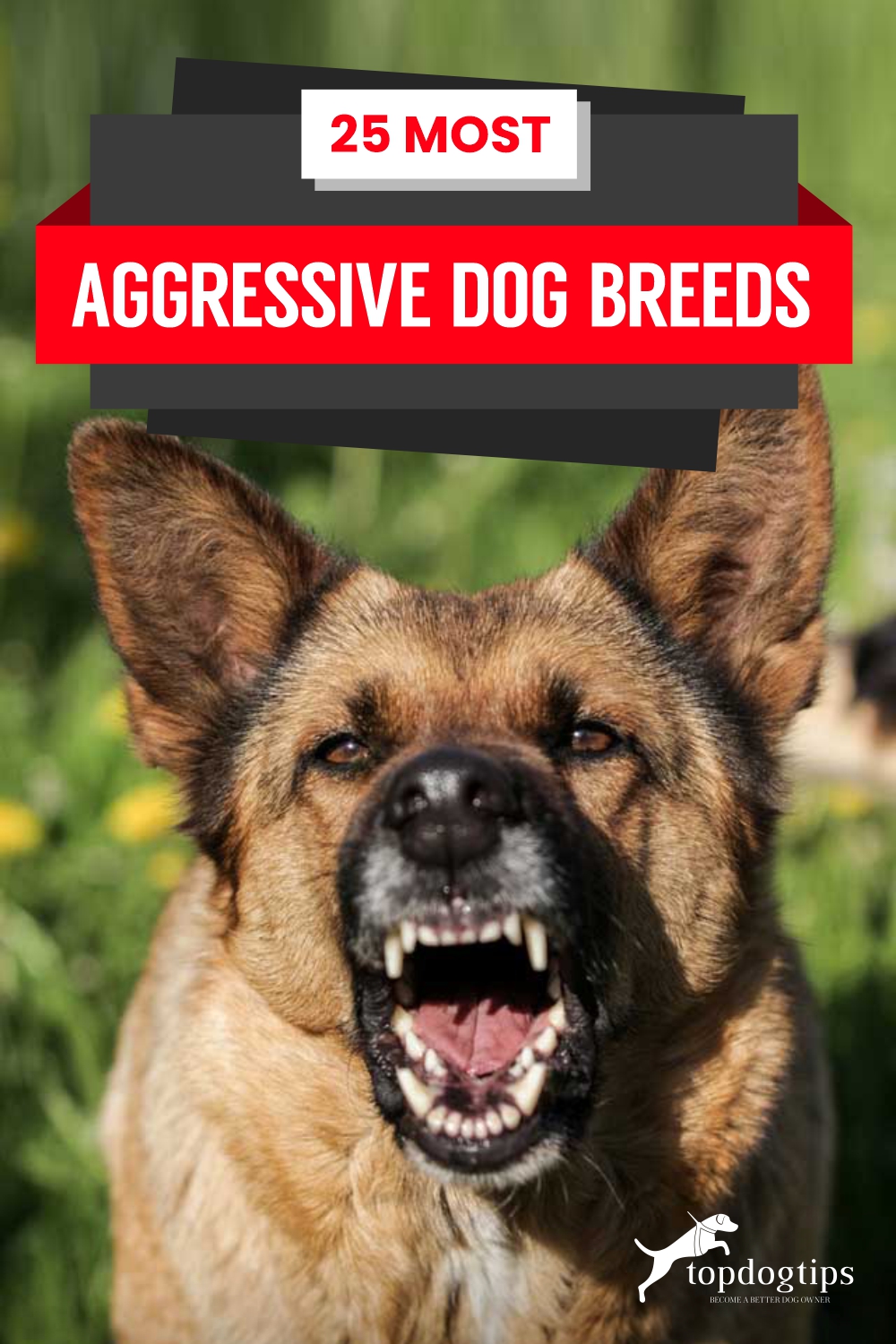 20 Meest Agressieve Hondenrassen