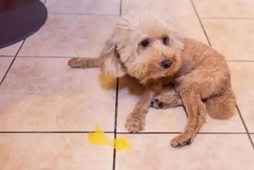 hond die geel schuim overgeeft Bilious vomiting syndrome