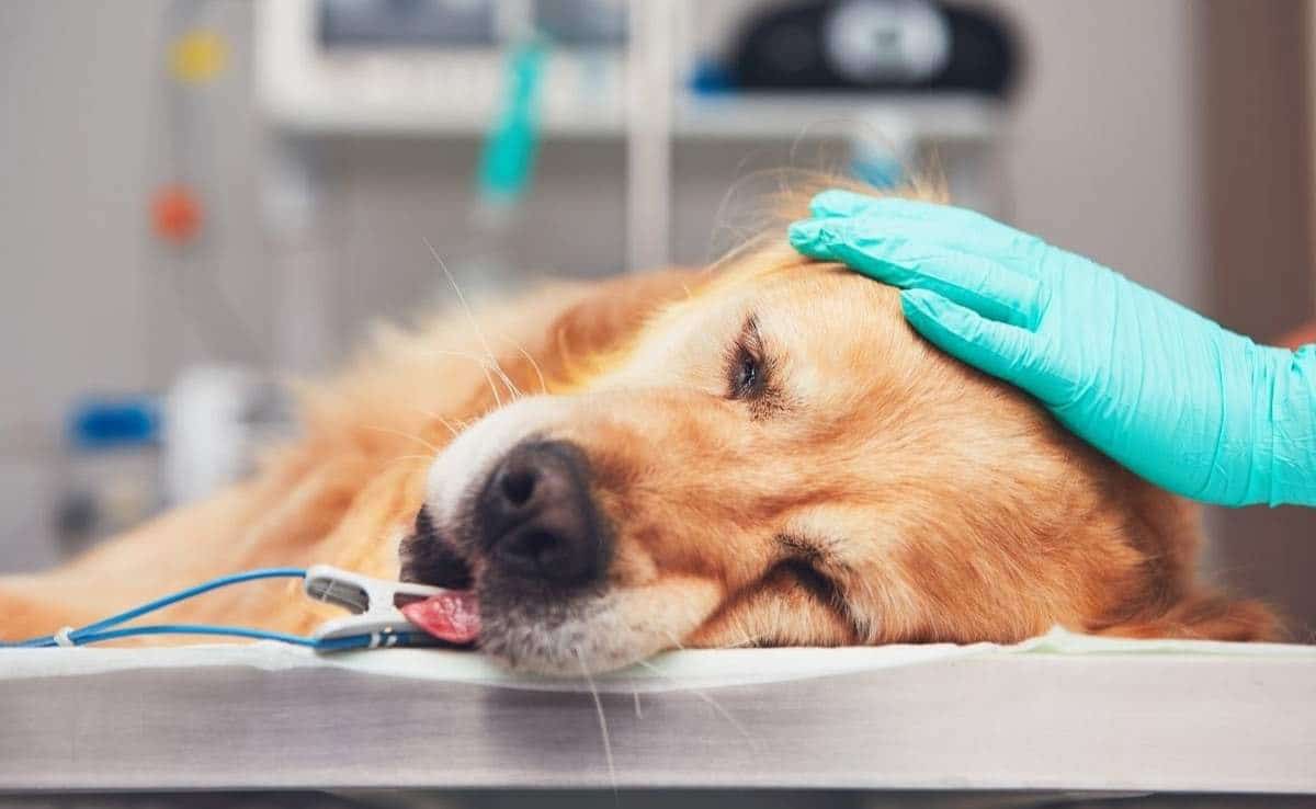 Zieke hond ligt op de eerste hulp tafel met doktershand op het hoofd