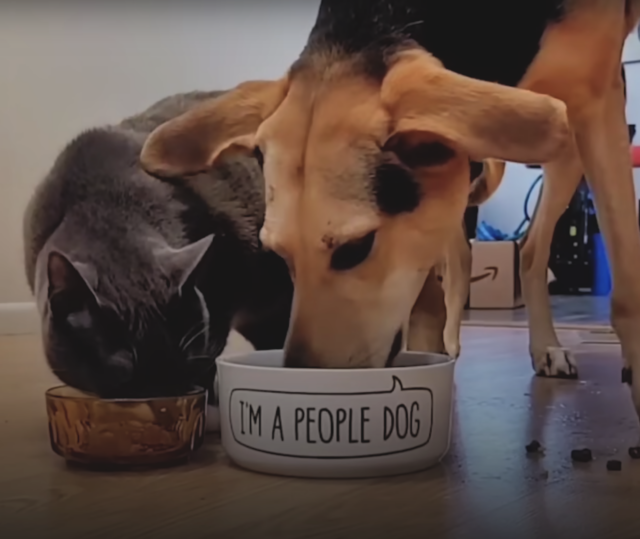 Kat en hond eten samen