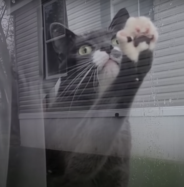 Kat krabt aan raam