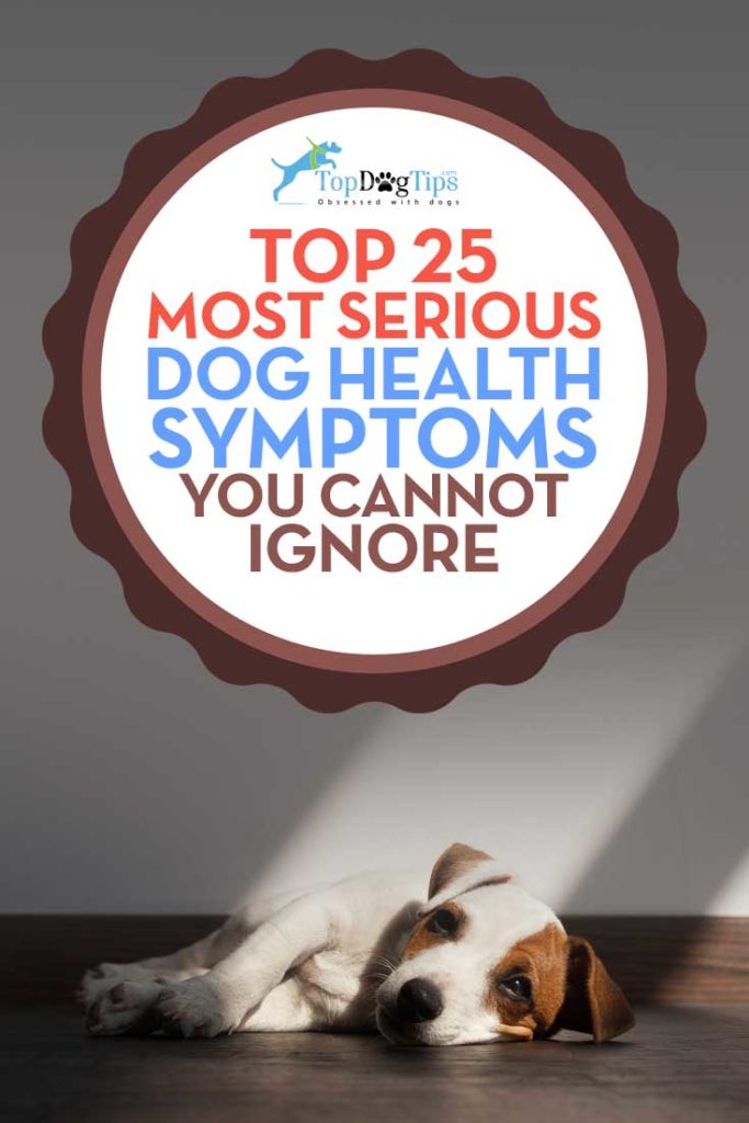 Top 25 Meest Ernstige Gezondheidssymptomen van de Hond die Niet Kunnen Worden Genegeerd