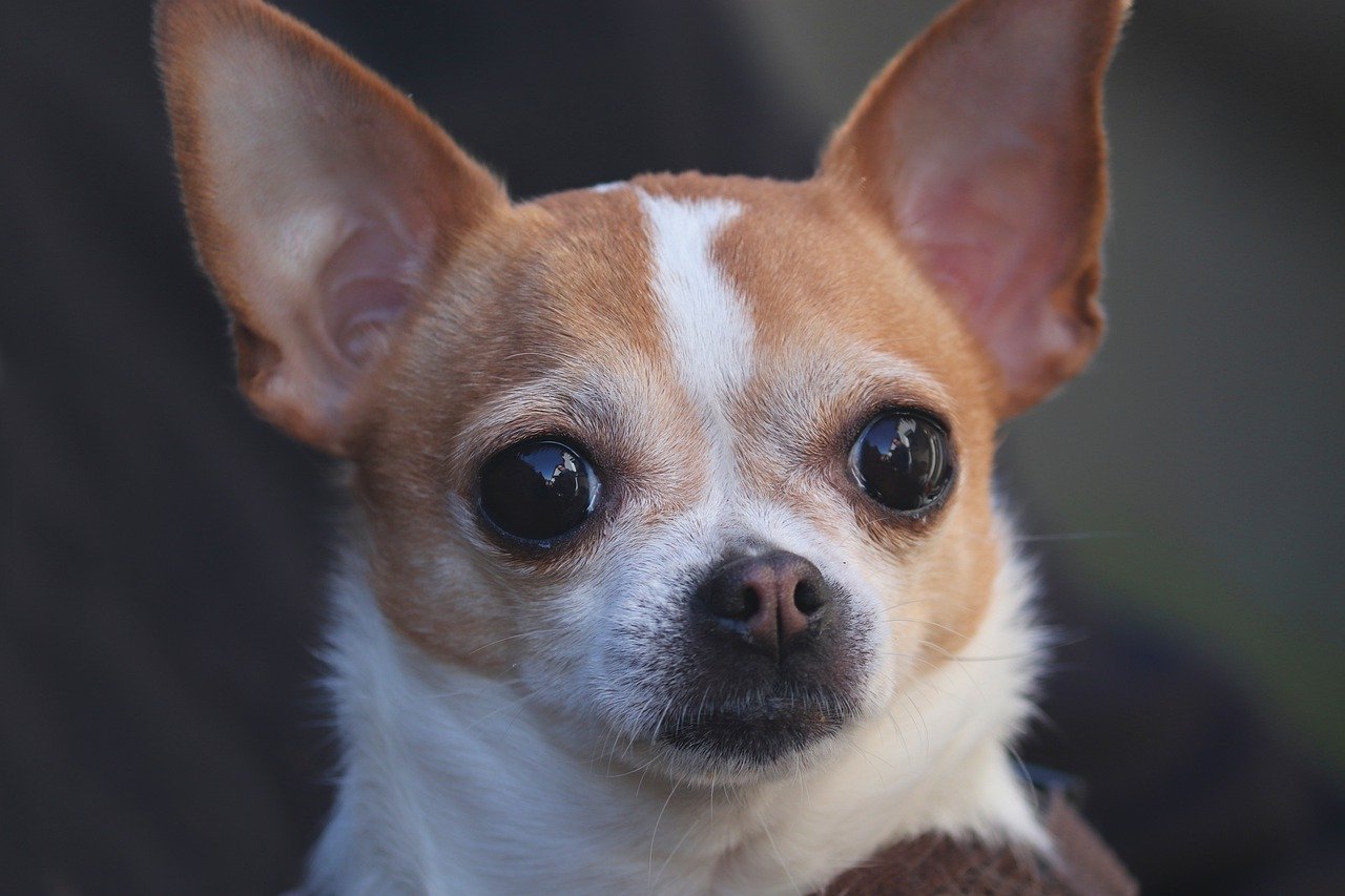 29 Chihuahua gedenkideeën