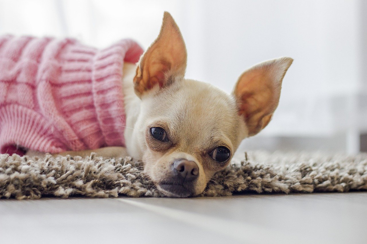 35 Voedingsaanbevelingen voor Chihuahua's met een gevoelige maag