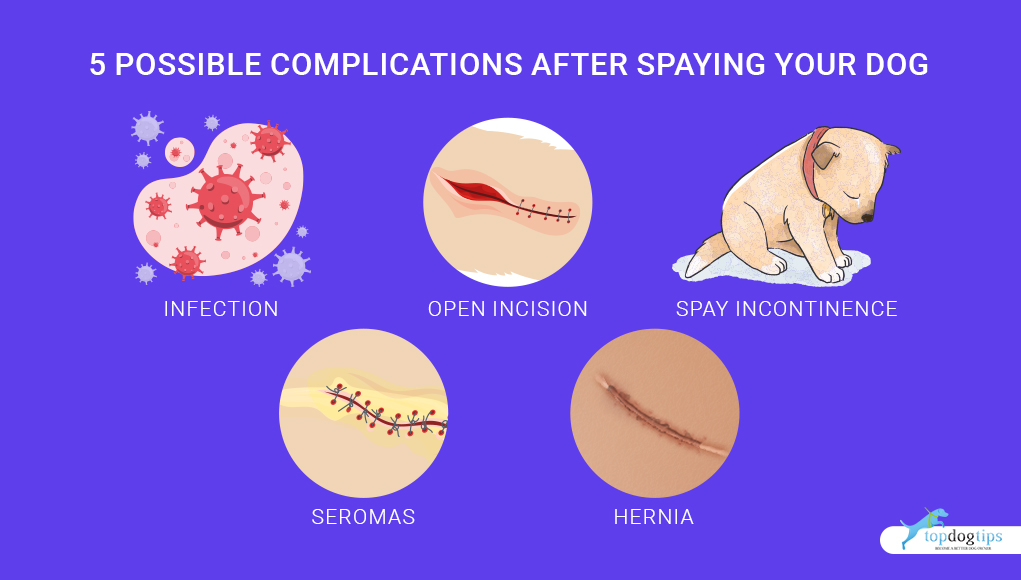 5 Mogelijke complicaties na sterilisatie van uw hond 1