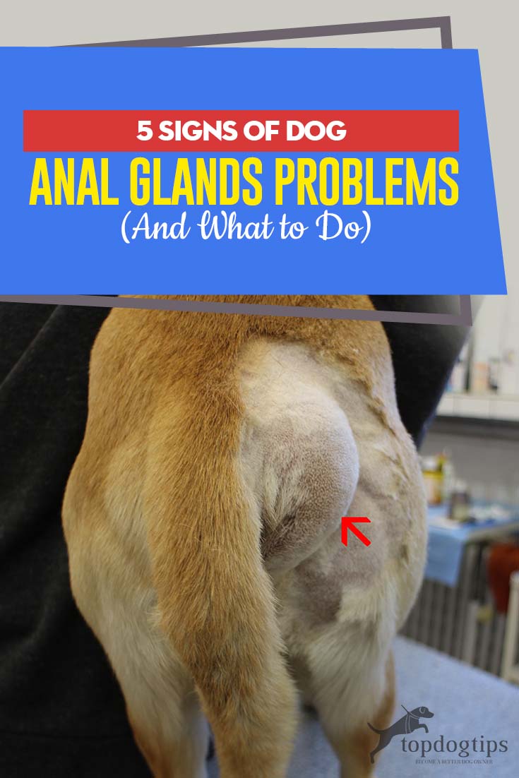 Top 5 Tekenen van Anaalklierproblemen bij de hond (en wat te doen)