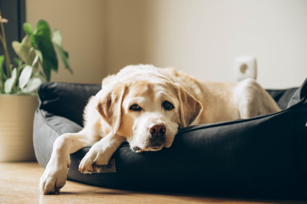 8 Beste Orthopedische Hondenbedden (+ 1 Om te Vermijden)