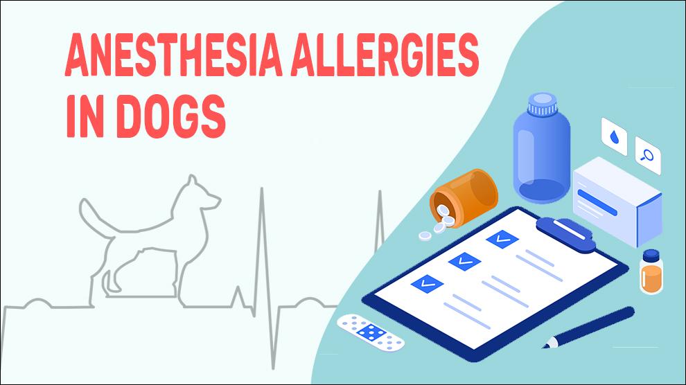 Anesthesie Allergieën Bij Honden