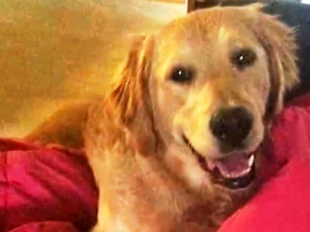 Vrouw waarschuwt huisdiereigenaren voor 'stille moordenaar' die op de loer ligt in huizen en die haar hond doodde