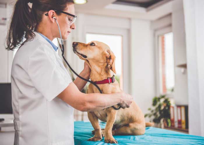 Behandelen-honden-voor-kanker-bij-de-dierenarts