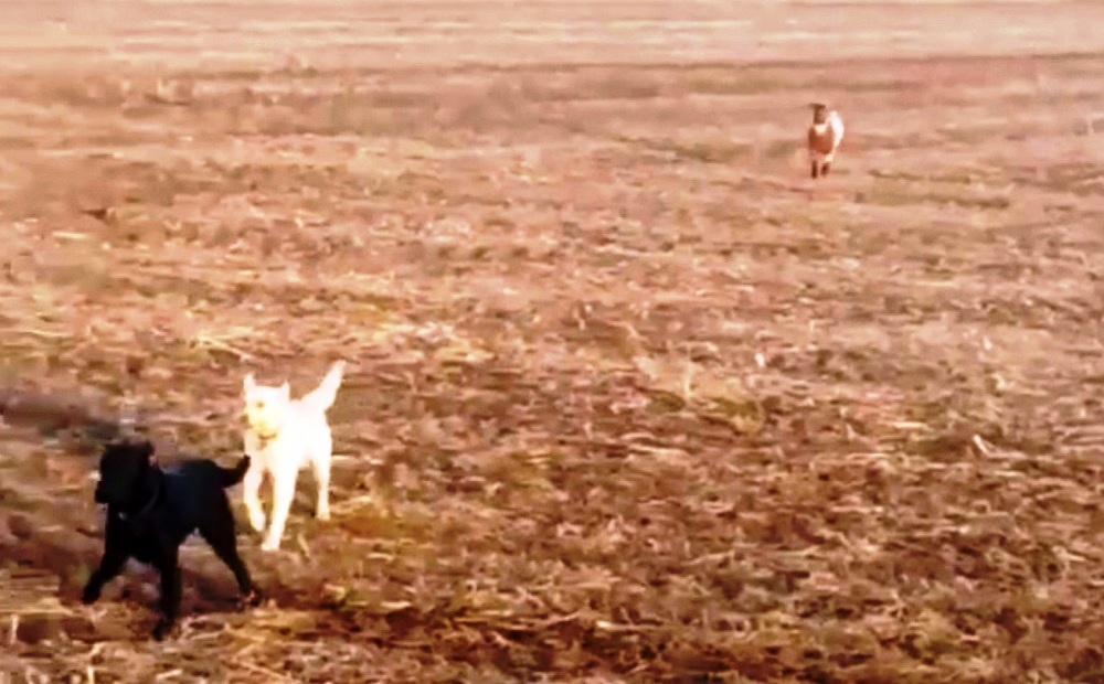 Bezorgde vader ziet zijn vermiste hond naar hem toe rennen, maar de hond is niet alleen
