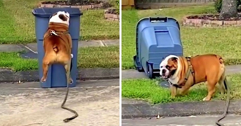 Bulldog is geobsedeerd door elke vuilnisbak die hij ziet om te gooien.