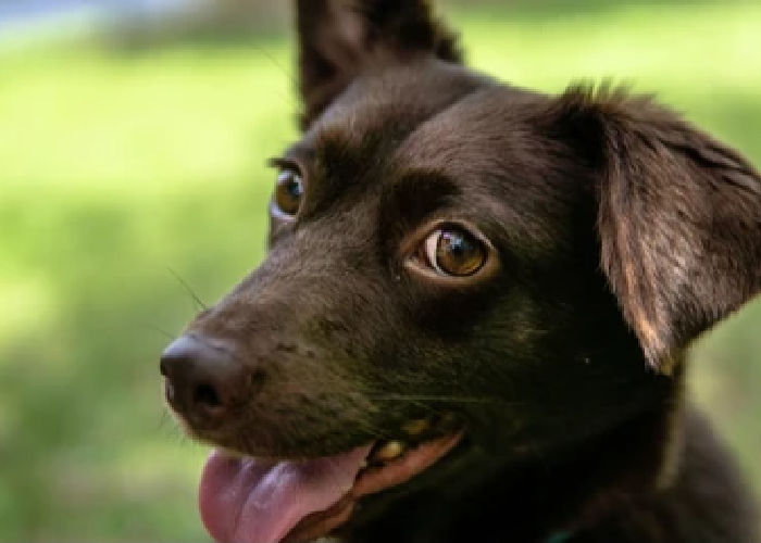 Hond van gemengd ras - Corgi + Labrador