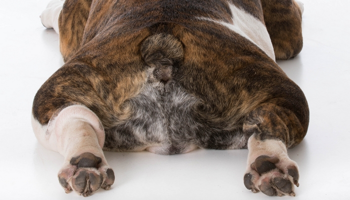 Hondenrassen met risico op heupdysplasie