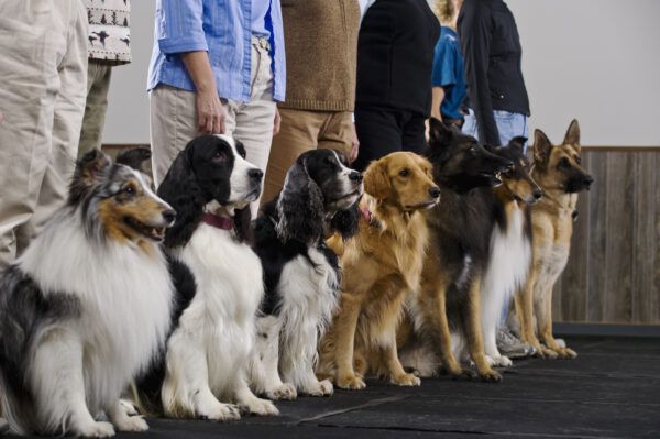 groep honden op gehoorzaamheidstraining