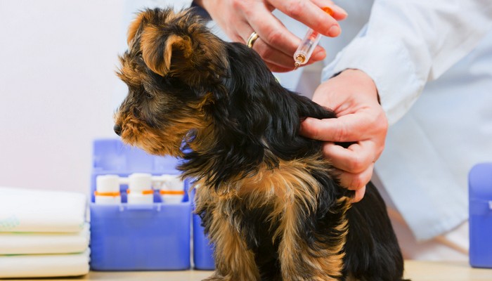 Puppy Vaccins