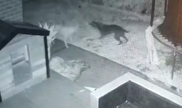 Hond stoeit met spookachtige bezoeker in angstaanjagende videobeelden