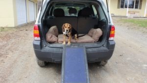 Hoe help je een hond in een voertuig