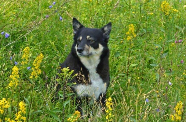 Lappen-herdershond (Lapinporokoira) hond (karakter, voeding, verzorging)
