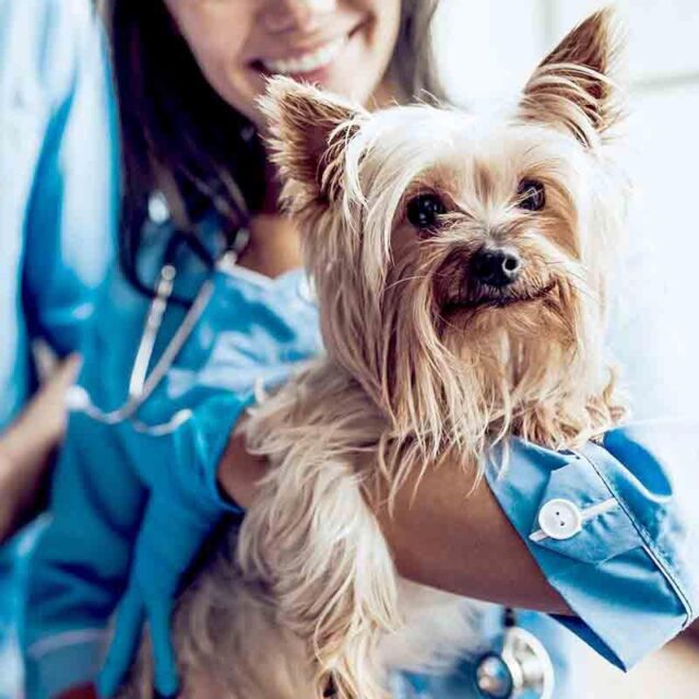 Physicians Mutual dekt uw dierenartsrekeningen zodat u en uw hond zich op het plezier kunnen concentreren.