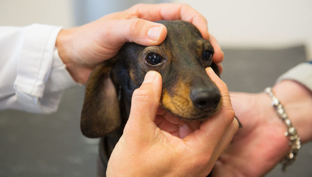 Progressive Retinal Atrophy In Dogs Featured