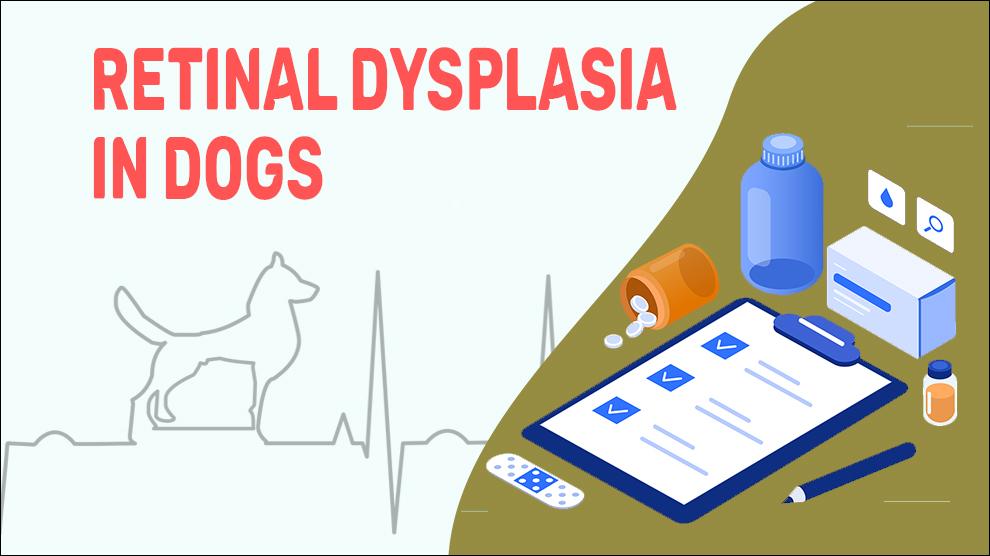 Retinale Dysplasie Bij Honden