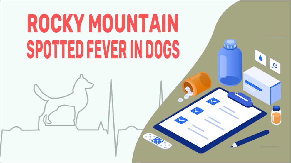 Rocky Mountain gevlekte koorts bij honden